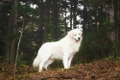 Maremma Sheepdog Dogs Breed - Information, Temperament, Size & Price | Pets4Homes