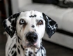 Dalmatian Dogs Breed - Information, Temperament, Size & Price | Pets4Homes