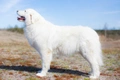 Maremma Sheepdog Dogs Breed - Information, Temperament, Size & Price | Pets4Homes