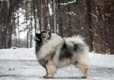 Keeshond Dogs Breed - Information, Temperament, Size & Price | Pets4Homes