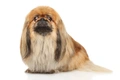 Pekingese Dogs Breed - Information, Temperament, Size & Price | Pets4Homes