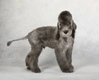 Bedlington Terrier Dogs Breed - Information, Temperament, Size & Price | Pets4Homes