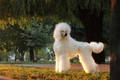 Poodle Dogs Breed - Information, Temperament, Size & Price | Pets4Homes