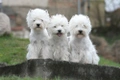 West Highland White Terriër Dogs Ras: Karakter, Levensduur & Prijs | Puppyplaats