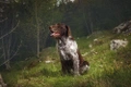 German Wirehaired Pointer Dogs Breed - Information, Temperament, Size & Price | Pets4Homes