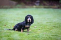 Basset Bleu de Gascogne Dogs Ras: Karakter, Levensduur & Prijs | Puppyplaats