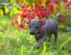 Mexican Hairless Dogs Breed - Information, Temperament, Size & Price | Pets4Homes