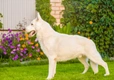 White Swiss Shepherd Dogs Breed - Information, Temperament, Size & Price | Pets4Homes