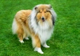 Rough Collie Dogs Breed - Information, Temperament, Size & Price | Pets4Homes