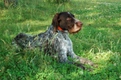 German Wirehaired Pointer Dogs Breed - Information, Temperament, Size & Price | Pets4Homes