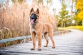 Tervuerense Herder Dogs Ras: Karakter, Levensduur & Prijs | Puppyplaats