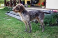 German Wirehaired Pointer Dogs Breed - Information, Temperament, Size & Price | Pets4Homes