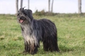 Pyreneese Herdershond Dogs Ras: Karakter, Levensduur & Prijs | Puppyplaats