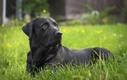 Springador Dogs Breed - Information, Temperament, Size & Price | Pets4Homes