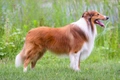 Rough Collie Dogs Breed - Information, Temperament, Size & Price | Pets4Homes