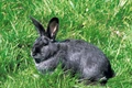 Vienna Rabbits Breed - Information, Temperament, Size & Price | Pets4Homes