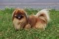 Pekingese Dogs Breed - Information, Temperament, Size & Price | Pets4Homes