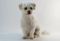 Maltipoo Dogs Ras: Karakter, Levensduur & Prijs | Puppyplaats