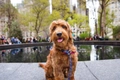 Goldendoodle Dogs Breed - Information, Temperament, Size & Price | Pets4Homes