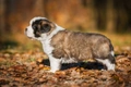 Sint Bernard Dogs Ras: Karakter, Levensduur & Prijs | Puppyplaats