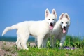 White Swiss Shepherd Dogs Breed - Information, Temperament, Size & Price | Pets4Homes