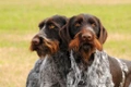 German Wirehaired Pointer Dogs Breed - Information, Temperament, Size & Price | Pets4Homes