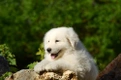 Maremma Sheepdog Dogs Breed - Information, Temperament, Size & Price | Pets4Homes