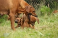 Rhodesian Ridgeback Dogs Breed - Information, Temperament, Size & Price | Pets4Homes