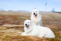 Maremma Sheepdog Dogs Breed - Information, Temperament, Size & Price | Pets4Homes