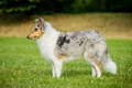 Rough Collie Dogs Breed - Information, Temperament, Size & Price | Pets4Homes