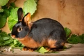 Tan Rabbits Breed - Information, Temperament, Size & Price | Pets4Homes