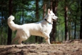 White Swiss Shepherd Dogs Breed - Information, Temperament, Size & Price | Pets4Homes