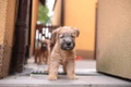 Soft Coated Wheaten Terrier Dogs Breed - Information, Temperament, Size & Price | Pets4Homes