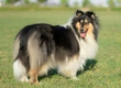 Rough Collie Dogs Breed - Information, Temperament, Size & Price | Pets4Homes