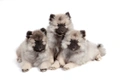 Keeshond Dogs Breed - Information, Temperament, Size & Price | Pets4Homes