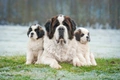 Sint Bernard Dogs Ras: Karakter, Levensduur & Prijs | Puppyplaats