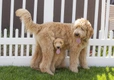 Goldendoodle Dogs Breed - Information, Temperament, Size & Price | Pets4Homes