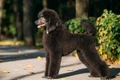 Poodle Dogs Breed - Information, Temperament, Size & Price | Pets4Homes