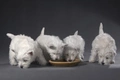 West Highland White Terriër Dogs Ras: Karakter, Levensduur & Prijs | Puppyplaats