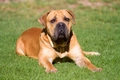 Boerboel Dogs Breed - Information, Temperament, Size & Price | Pets4Homes