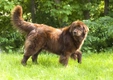 Newfoundlander Dogs Ras: Karakter, Levensduur & Prijs | Puppyplaats