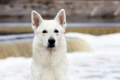 White Swiss Shepherd Dogs Breed - Information, Temperament, Size & Price | Pets4Homes