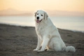 Maremma Sheepdog Dogs Breed - Information, Temperament, Size & Price | Pets4Homes