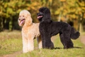 Poodle Dogs Breed - Information, Temperament, Size & Price | Pets4Homes