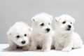 West Highland White Terriër Dogs Ras: Karakter, Levensduur & Prijs | Puppyplaats