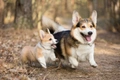 Welsh Corgi Pembroke Dogs Ras: Karakter, Levensduur & Prijs | Puppyplaats