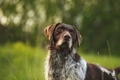 German Wirehaired Pointer Dogs Breed - Information, Temperament, Size & Price | Pets4Homes