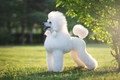 Poodle Dogs Breed - Information, Temperament, Size & Price | Pets4Homes