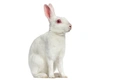 Britannia Petite Rabbits Breed - Information, Temperament, Size & Price | Pets4Homes