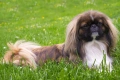 Pekingese Dogs Breed - Information, Temperament, Size & Price | Pets4Homes